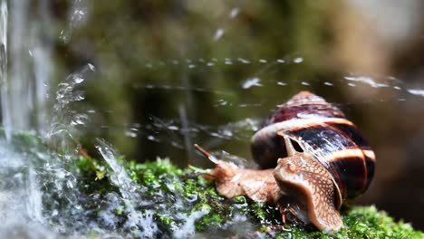 helix lucorum: caracol golpeado por gotas de agua al costado del arroyo