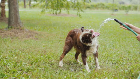 Lustiger-Australischer-Schäferhund,-Der-Mit-Einem-Schlauch-Mit-Wasser-Auf-Einem-Grünen-Rasen-Spielt