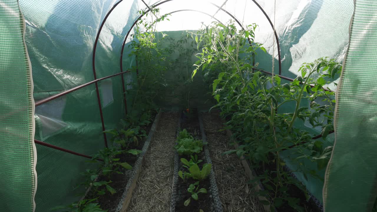 Vegetables plants growing inside greenhouse indoor garden gardening food