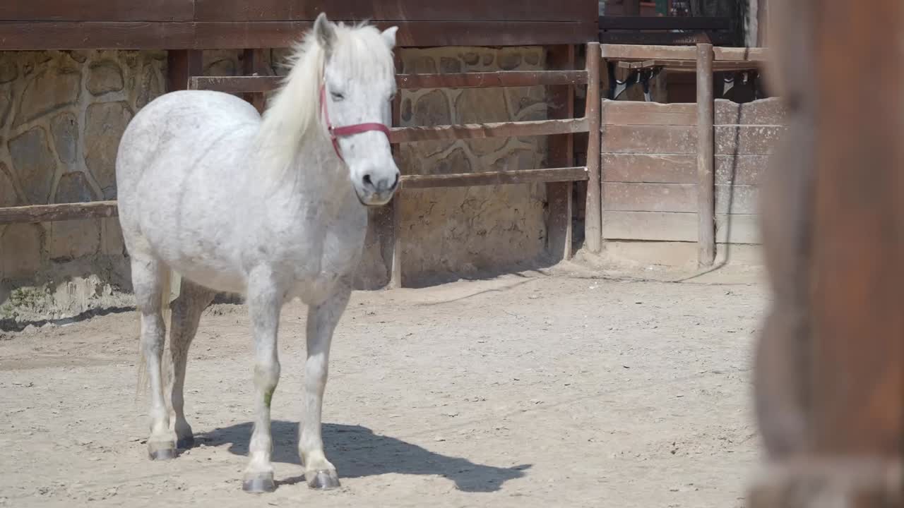 A white horse with a red bridle standing in a sandy corral.