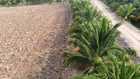 The-tops-of-palm-trees-are-green-and-yellow