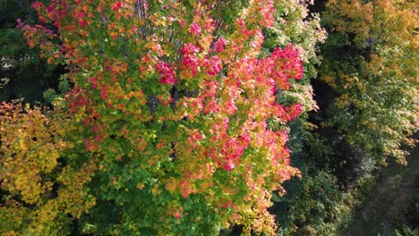 Flying-Close-To-Maple-Trees-With-Colorful-Leaves-In-Autumn-Season