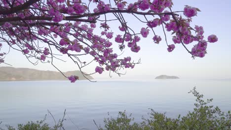 japanese cherry blossoms overlooking a gorgeous lake setting