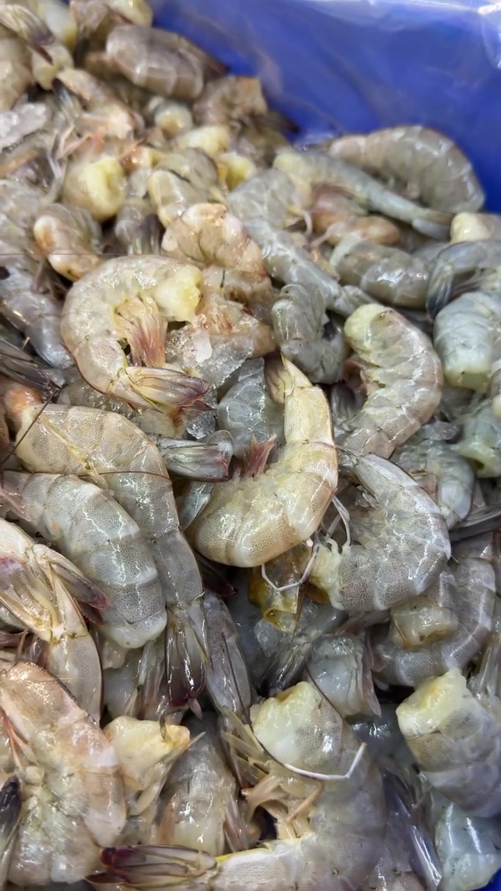 Udang Mentah Segar Dikemas dalam Peti Plastik Biru.