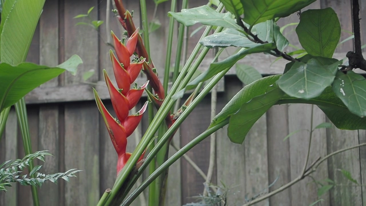 Fiore di Heliconia Rosso Vivace che Sboccia in un Giardino