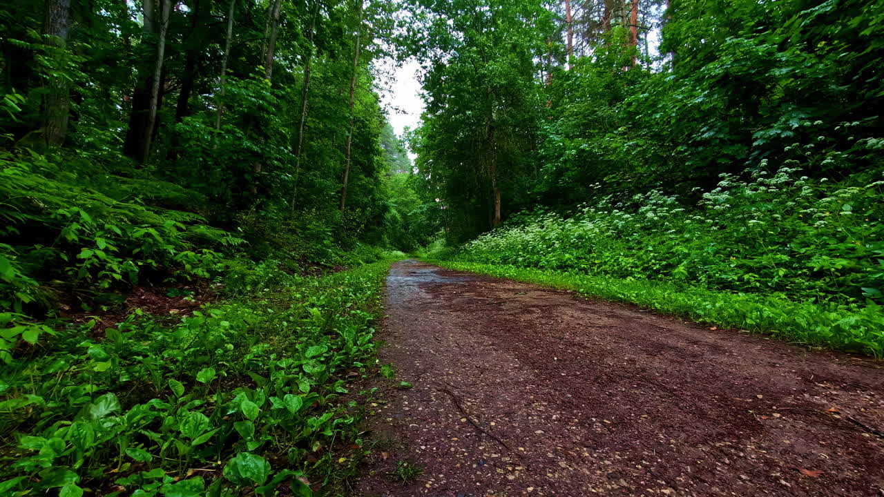Empty dirt path through lush green forest after rain with wet soil and thick vegetation