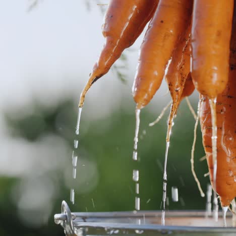 a woman washesan armful of just picked carrots