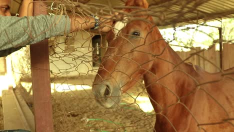 Young-man-petting-caressing-brown-horse-with-hand-in-stable