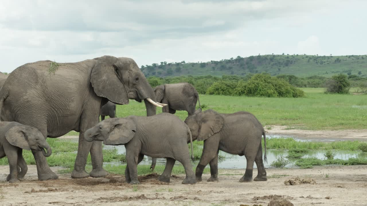 A herd of African elephants walking away from a waterhole while the calves still drinking, Savuti Botswana