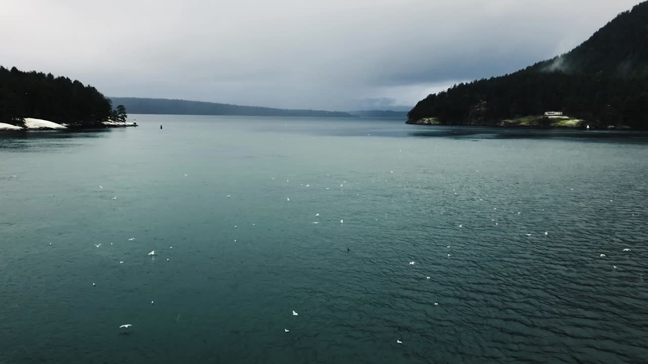 un grupo de pájaros blancos que vuelan lejos del ferry que avanza lentamente en el agua que ondea lentamente en una entrada hacia la isla de manantial salado en un día nublado