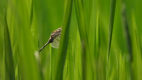 dragonfly in rice leaf waiting for pry