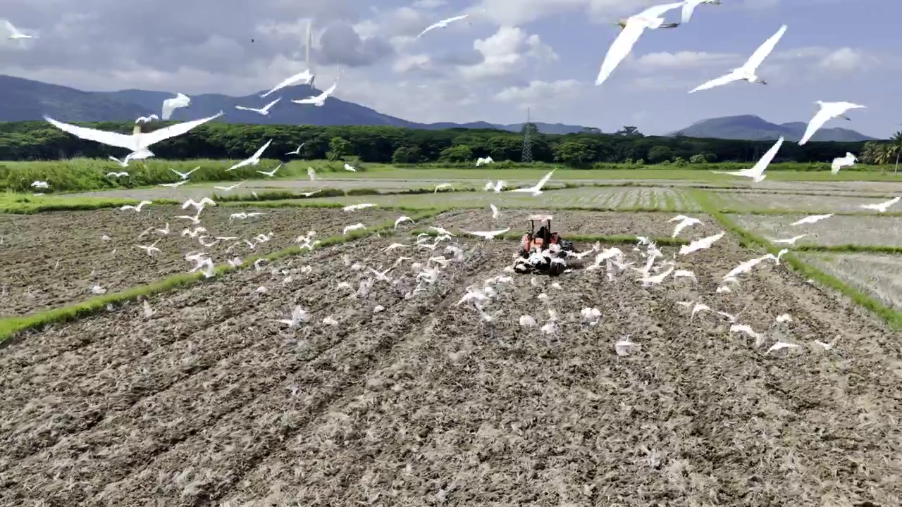 Vista aérea con dron de un tractor arando un campo de arroz mientras las garcetas se alimentan y vuelan alrededor del sur de Palawan