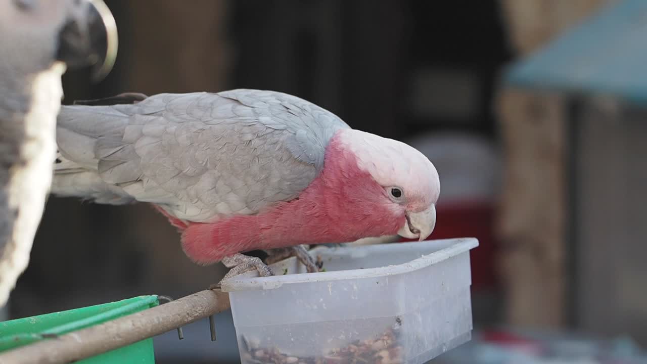 Galah eating from a container