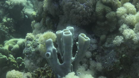 Coral-Esponja-Callyspongia-O-Tubo-esponja-Colonial-En-El-Arrecife-Del-Mar-Rojo,-Callyspongia-Es-Un-Género-De-Demosponges-En-La-Familia-Callyspongiidae