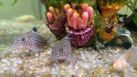 two very beautiful catfish three stripe cory corydorastrilineatus or false julii corydoras in a tropical fresh water aquarium fish tank, close up