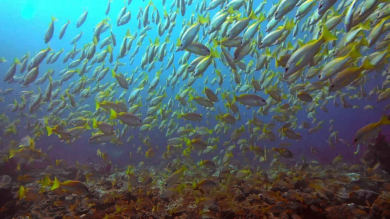 물고기를 관찰하는 가장 좋은 방법은 물고기가 되는 것입니다.