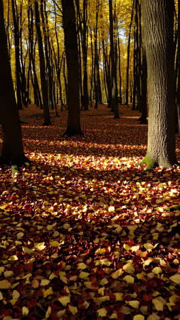 autumn forest floor