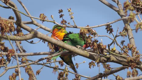 rainbow lorikeets flying off tree branch