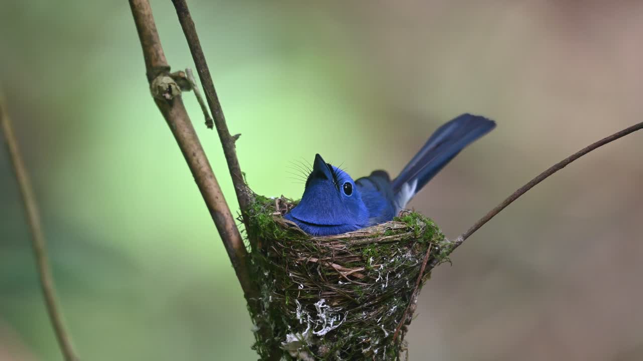 papamoscas azul de nuca negra, hypothymis azurea, tailandia