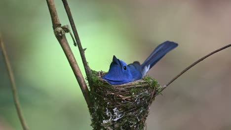 Black-naped-Blue-Flycatcher,-Hypothymis-azurea,-Thailand