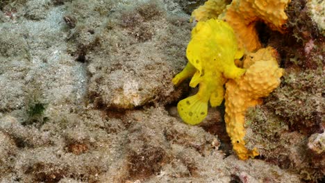 frogfish in coral reef of caribbean sea around curacao