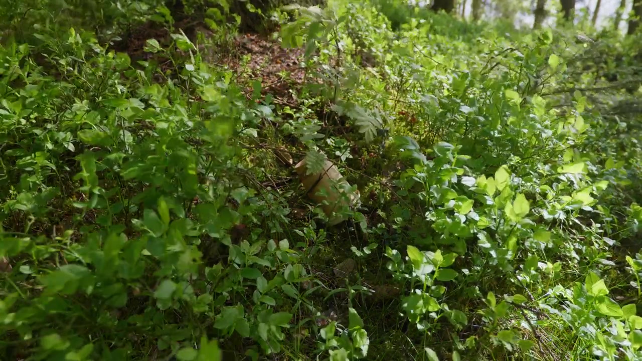 Un sottobosco illuminato dal sole rivela un oggetto nascosto tra un vivace fogliame verde. Ideale per documentari ambientali o progetti a tema naturalistico.