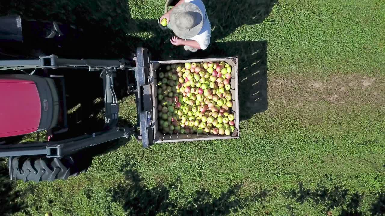 Apple Harvest with Tractor
