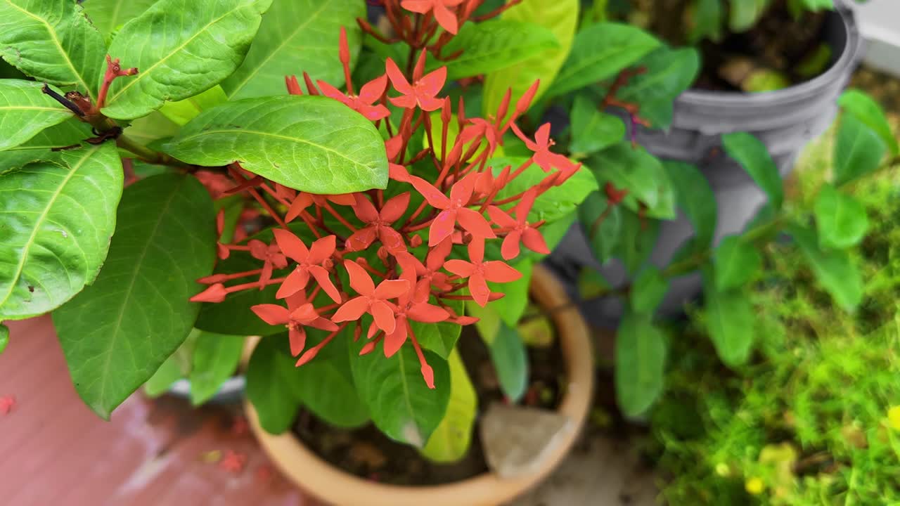 Closeup of the flower of Ixora, Ixora" is believed to be derived from "Iswara", which is a name for a Hindu deity worshipped in the Malabar region of India