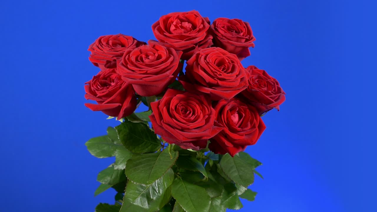 블루 스크린 에서 회전 하는 장미 어리