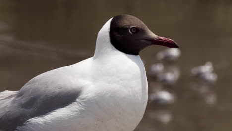 fotografía de cerca de una gaviota de cabeza marrón en bang pu, samut prakan, tailandia
