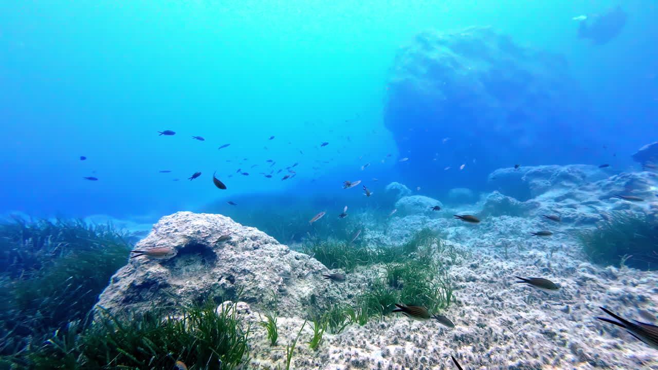 la belleza de la vida submarina del océano, pov buceo