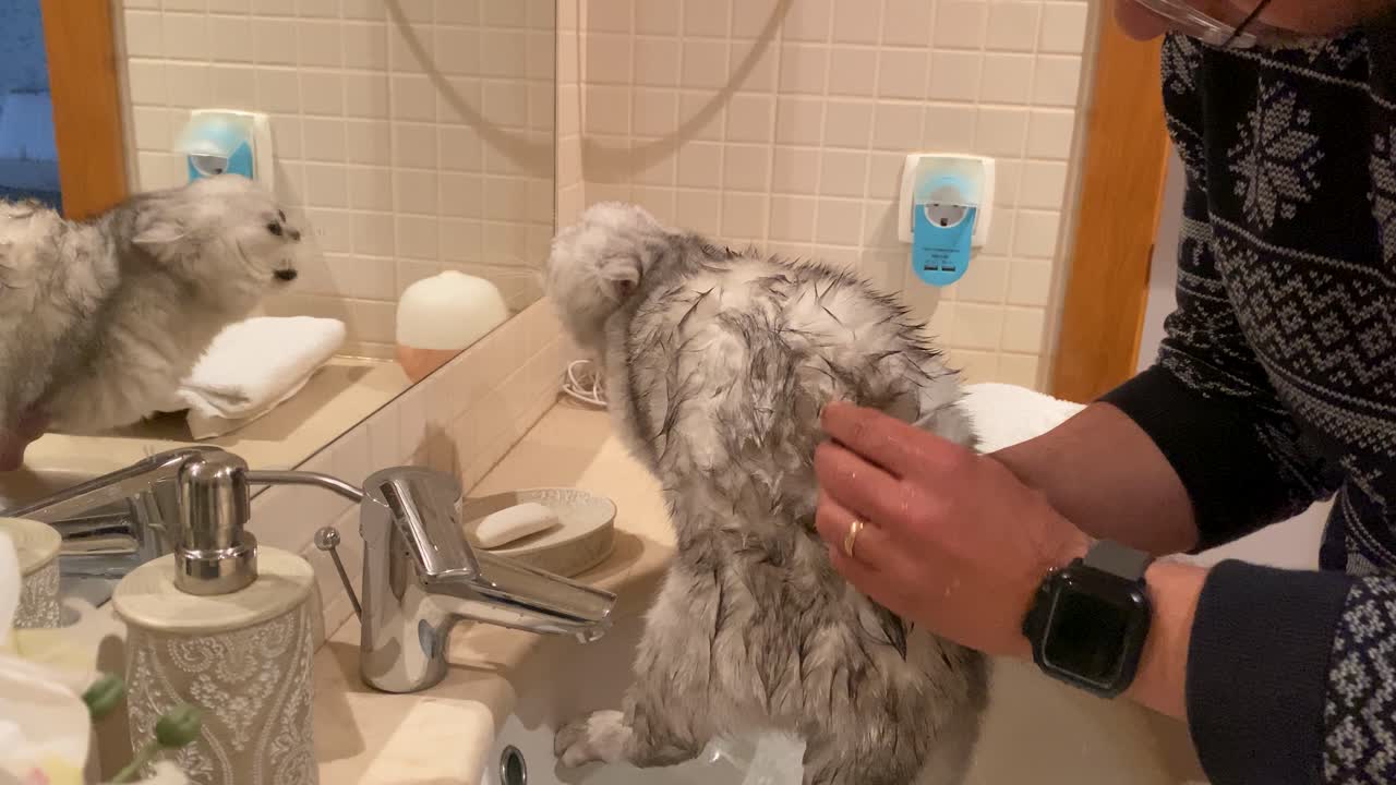 un hombre bañando a su gato plegado persa en un baño con ducha