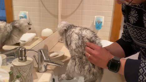 a man bathing his persian fold cat in a bathroom with a shower