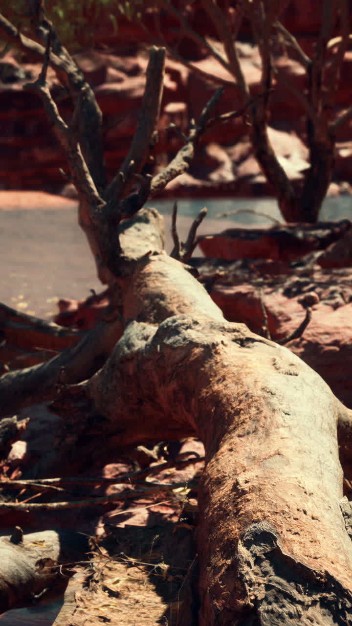 un árbol caído en un paisaje desértico seco