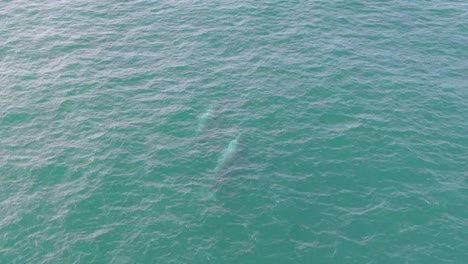 3 ballenas jorobadas saliendo a la superficie desde la izquierda