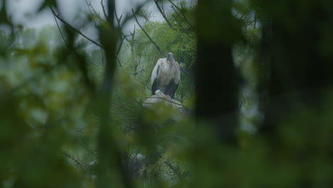 Wood-storks-in-trees-in-eastern-north-carolina