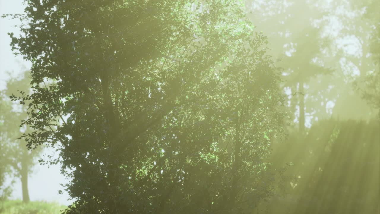 Sunlight filtering through lush foliage in a serene forest setting