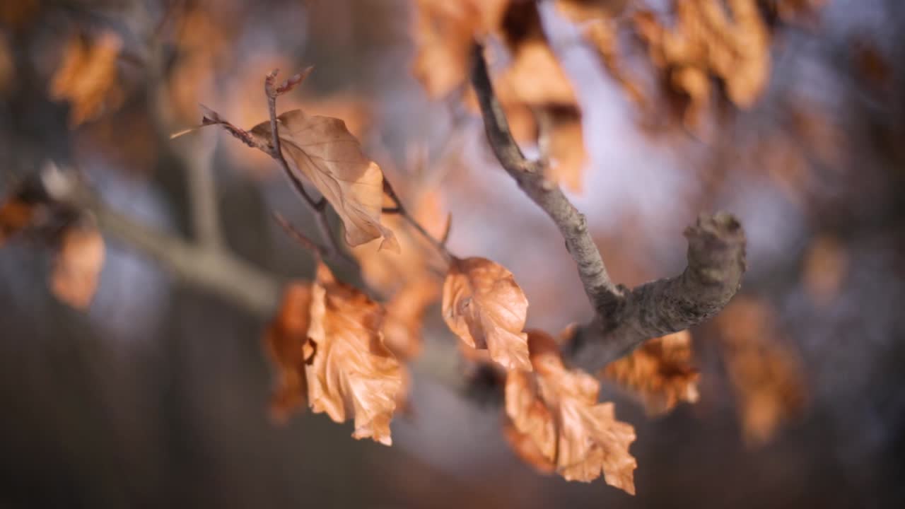 겨울 위치의 다채로운 잎: 캐논 6d, 라이카 50mm 1로 기록된 노르마파, 부다페스트, 헝가리