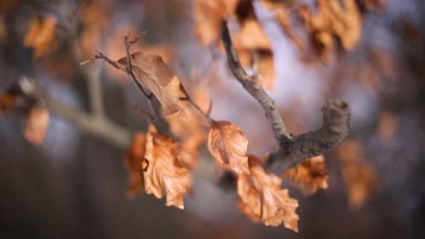 colorful leaves in the winter location: normafa, budapest, hungary recorded with a canon 6d, leica 50mm 1