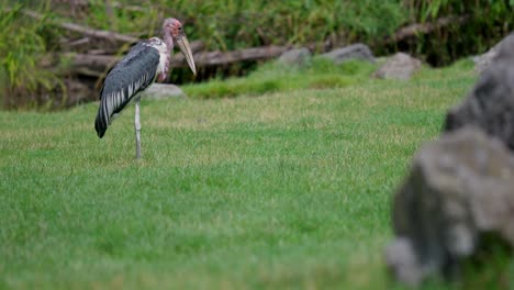 Scary,-ugly-looking-Marabou-stork-standing-in-left-top-corner-on-green-meadow