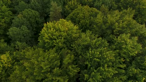 dynamic drone shot of dense forest 4k