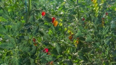 Irrigation-of-tomato-plants.-handheld-shot