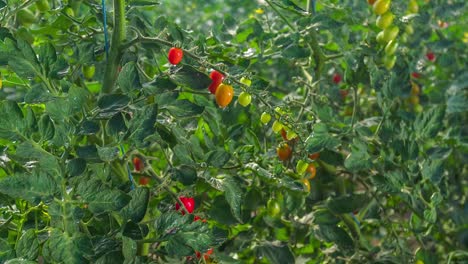 irrigation of tomato plants. handheld shot