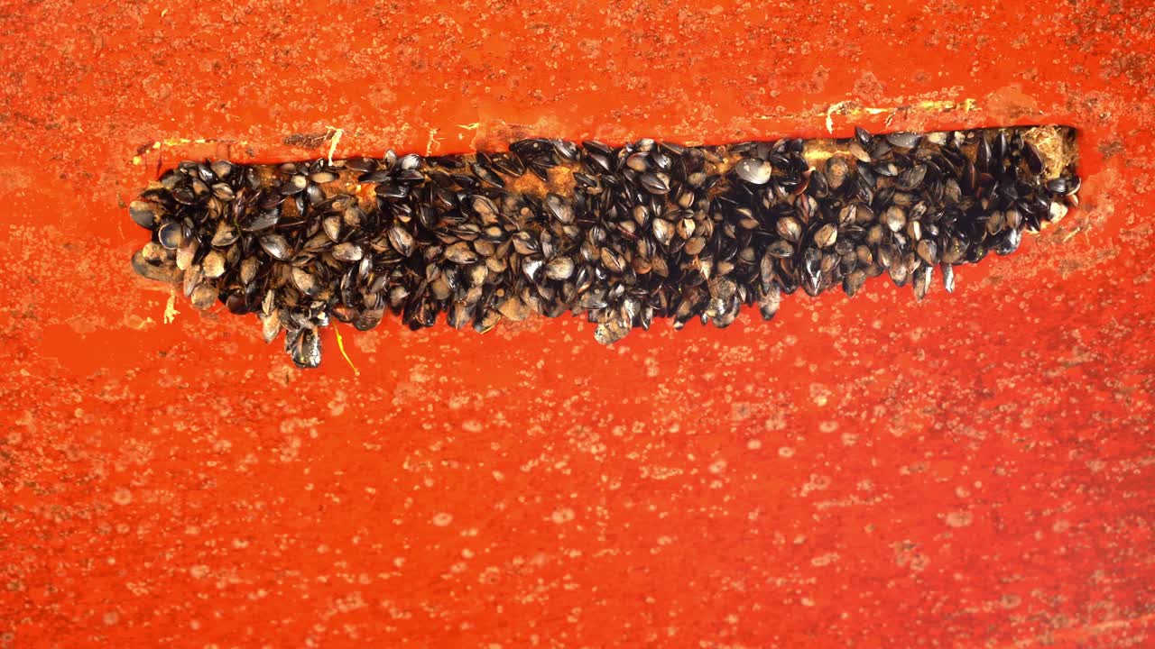 홍합과 흙으로 완전히 덮인 선박 선체의 아연 양극 노출 - 선박의 높은 에너지 소비를 유발하는 해양 생물과 조개 - 휴대용 클립