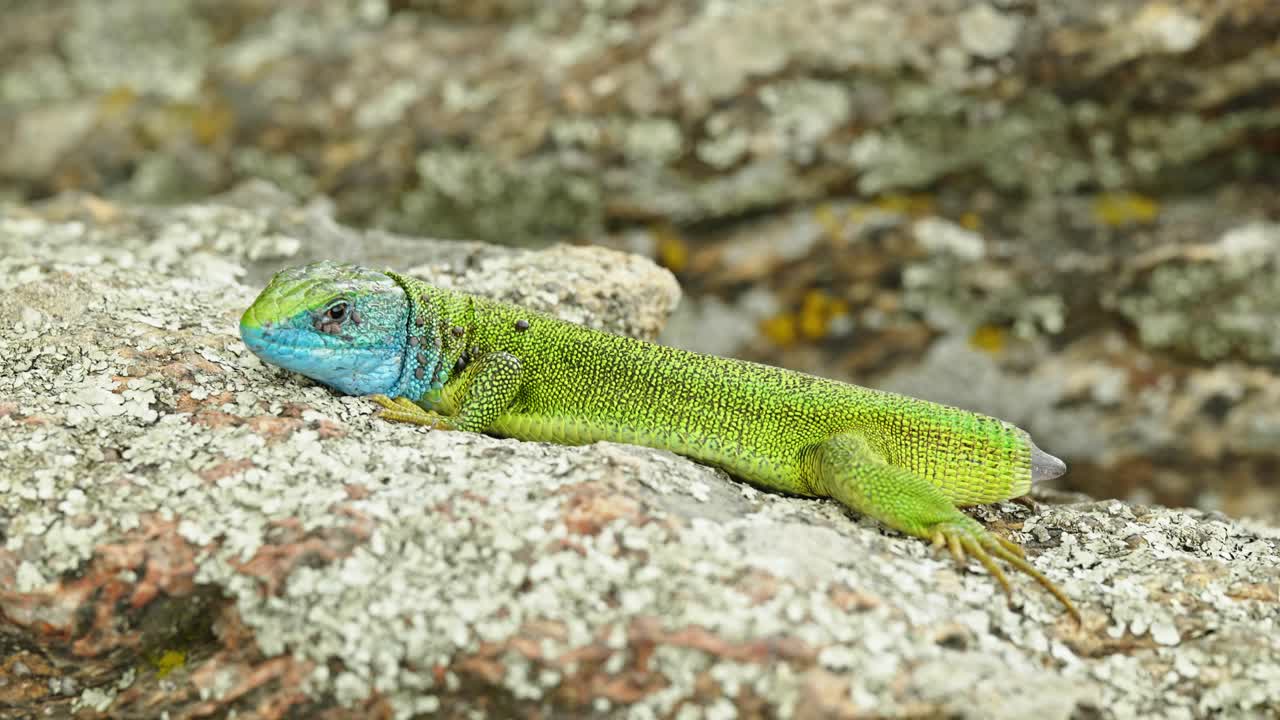 el sobreviviente sin cola: el cuento de un lagarto