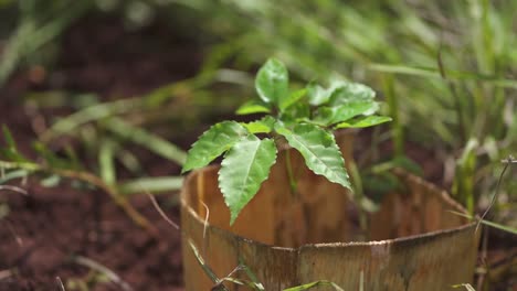 Planted-Seedling-Young-Pink-Trumpet-Tree,-Lapacho,-Closeup