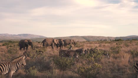 rebaños de cebras y elefantes pastando juntos en la sabana africana al atardecer