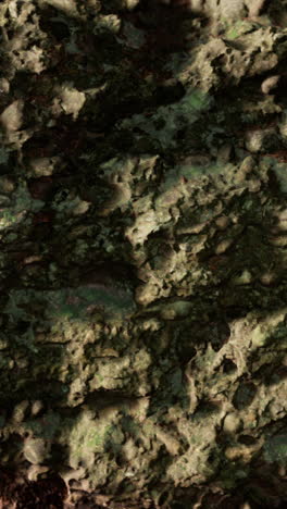 close-up of tree bark texture