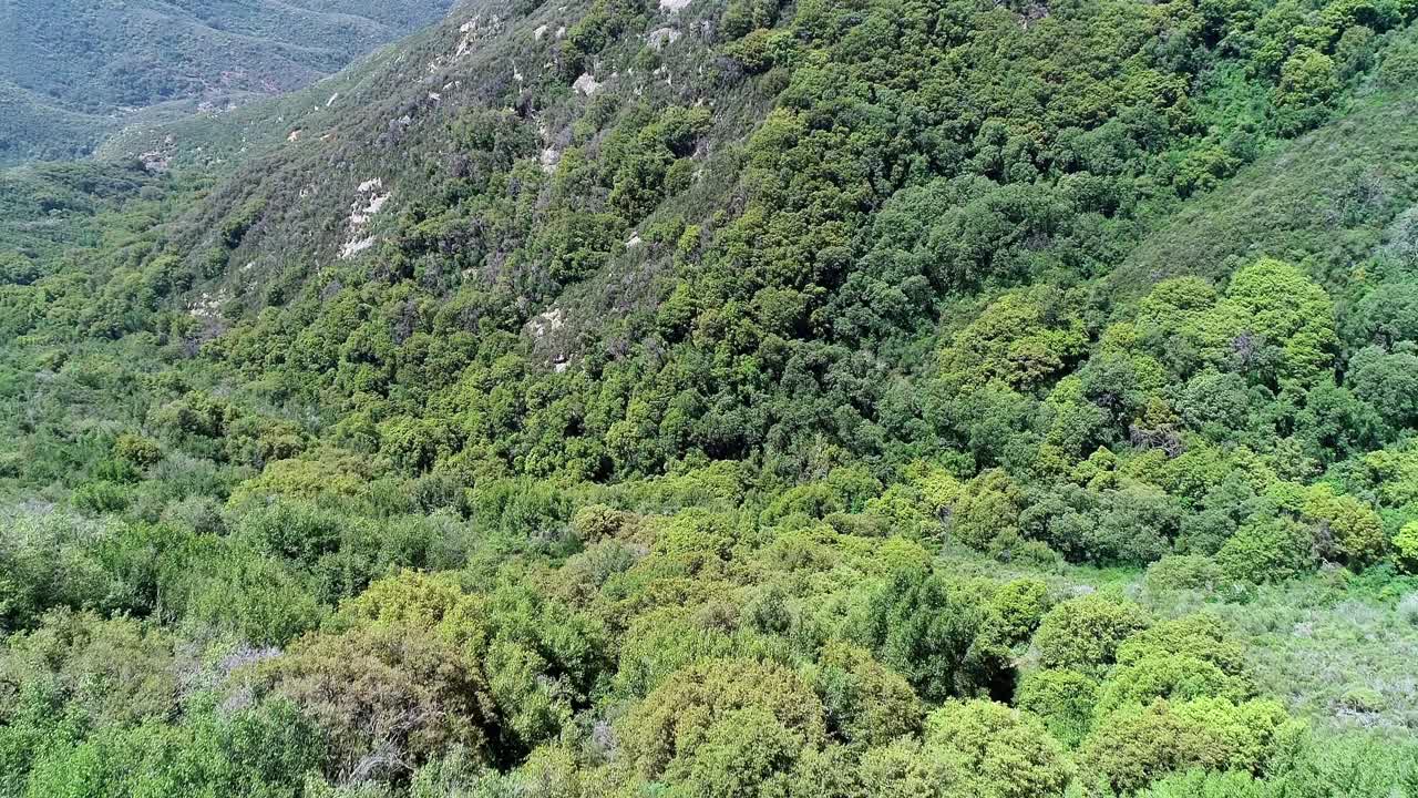 Flying over sharp turn into aerial view of national sequoia forest