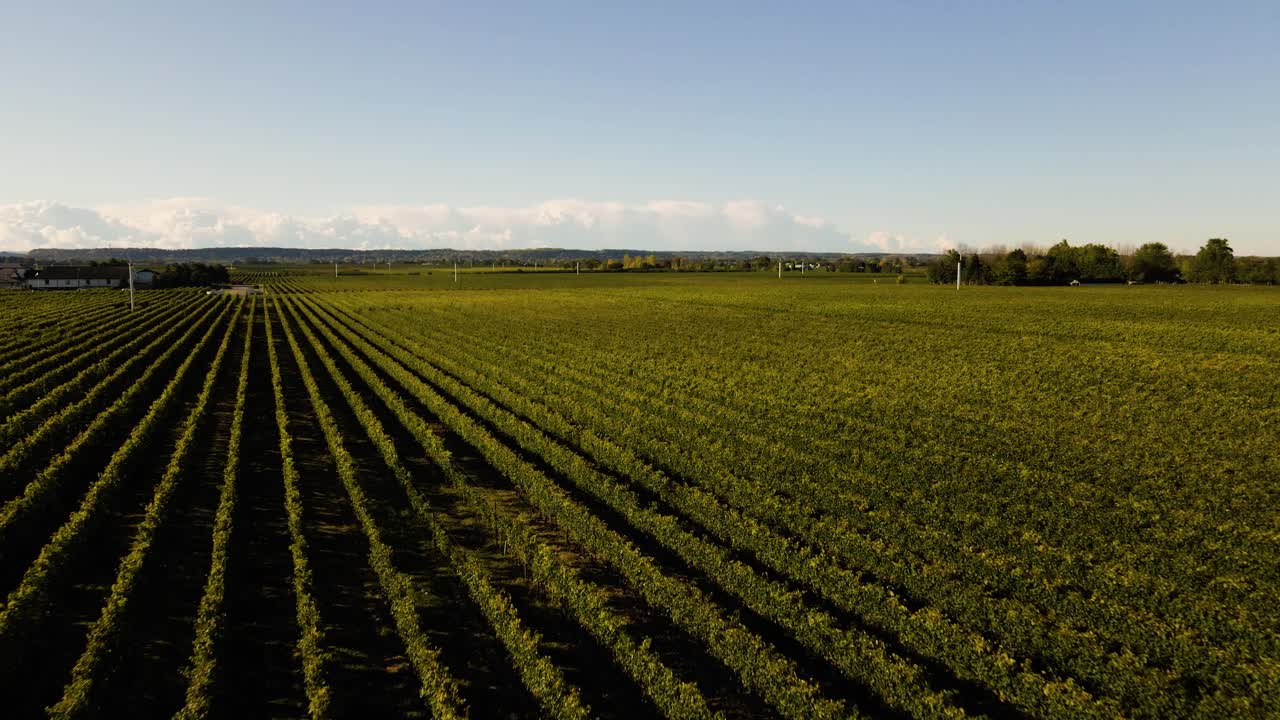 vista aérea de un hermoso viñedo al atardecer